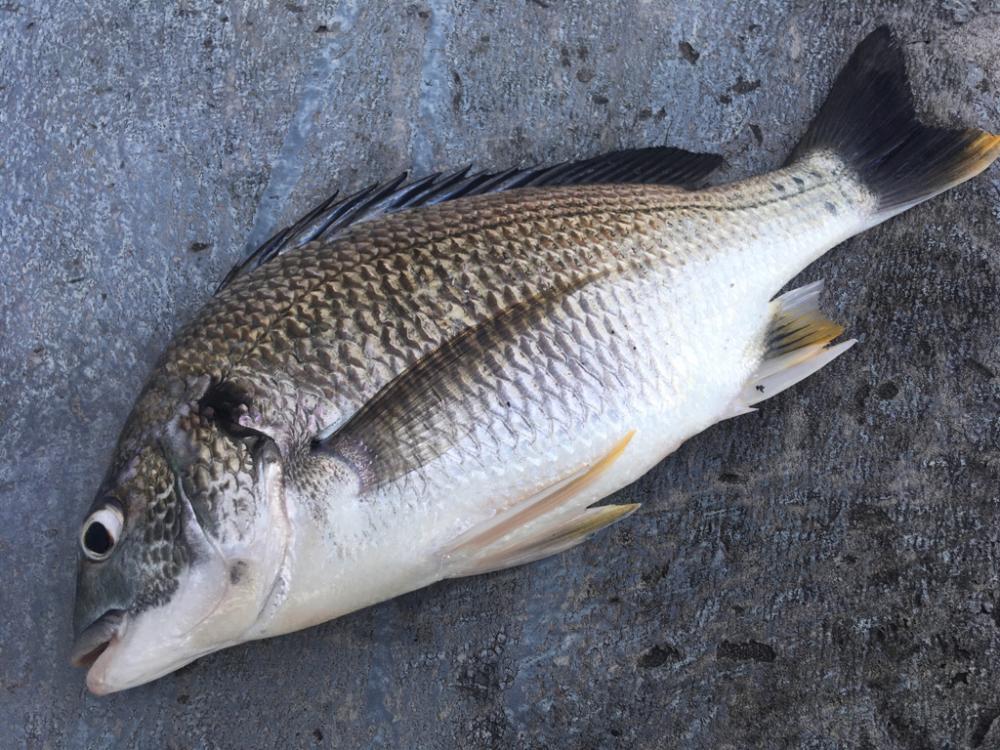 カタクチノマセ