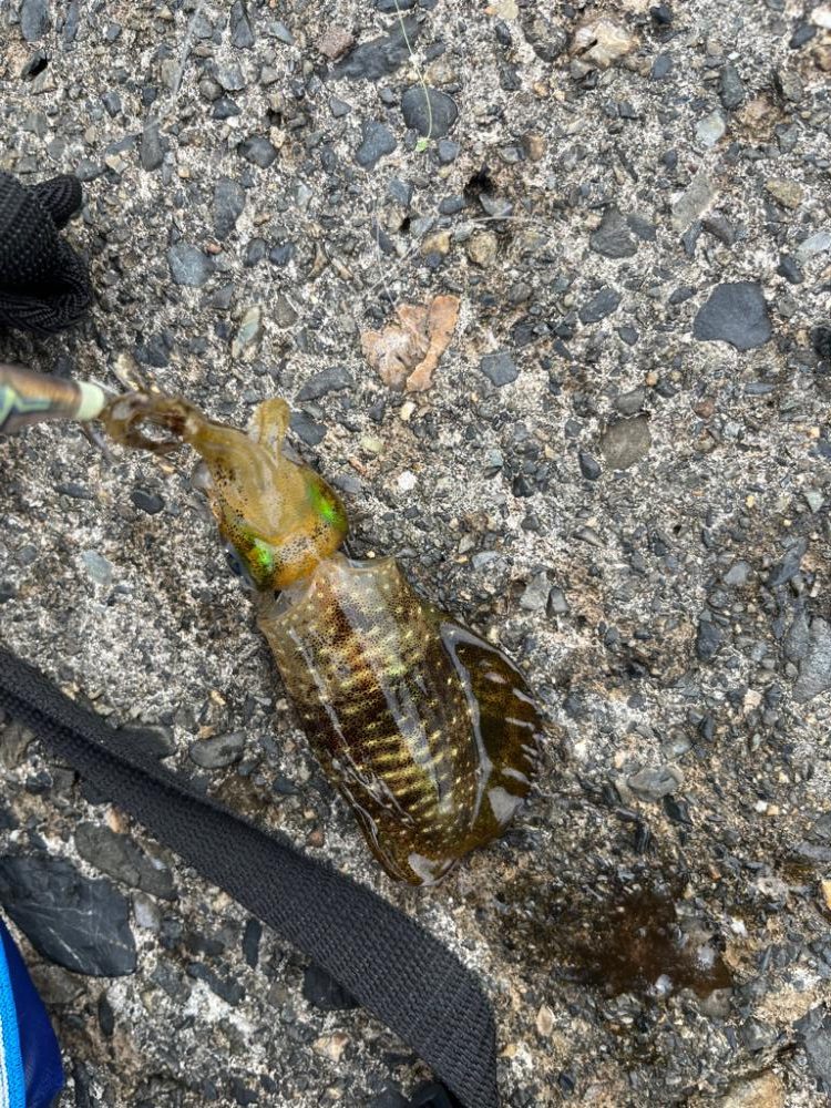 根魚、アオリイカ