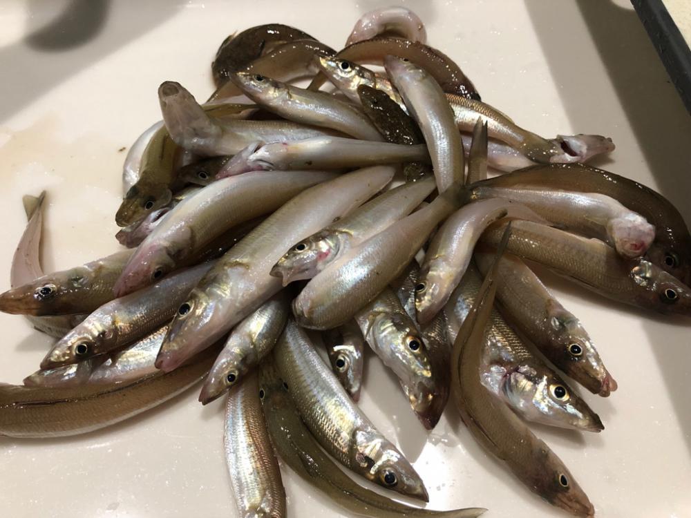 泉南キス ベストシーズンインジアビス