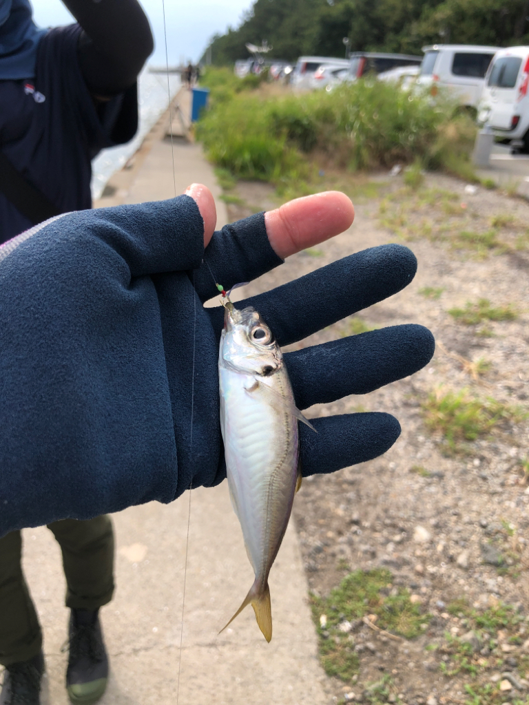ジグサビキ で豆アジ、小サバ入れ食い