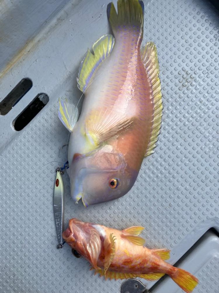 ライトジギングで嬉しいゲストをキャッチ！