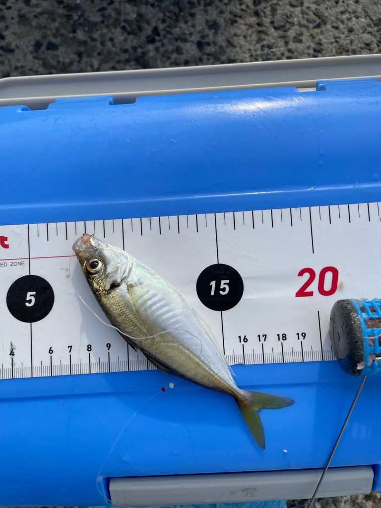 ぼちぼちサイズUP