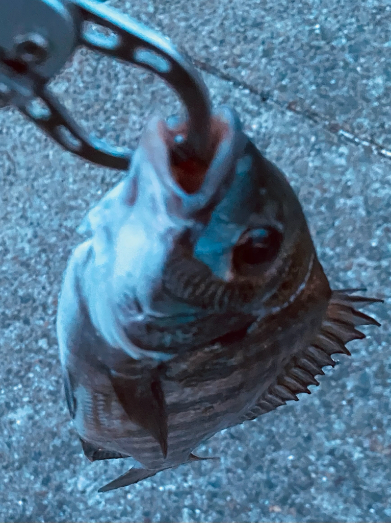 ヘチってきました