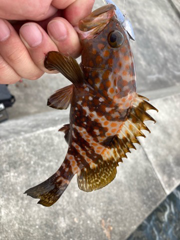 今日も気ままにライトワインド