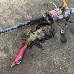 連日のアオリイカ！墨族が炸裂か！？