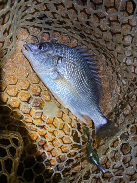 淀川ブリームゲーム