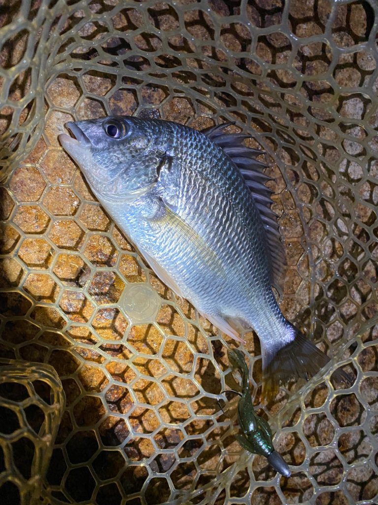 淀川ブリームゲーム