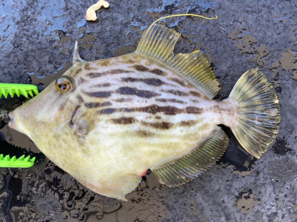 シーズン先取りカワハギ釣り!