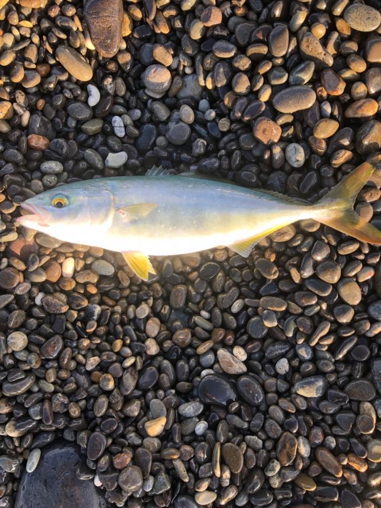 まだまだ小さいね