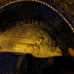 淀川のチニングでついに年無しが！