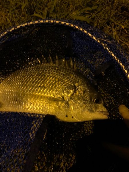 淀川のチニングでついに年無しが！