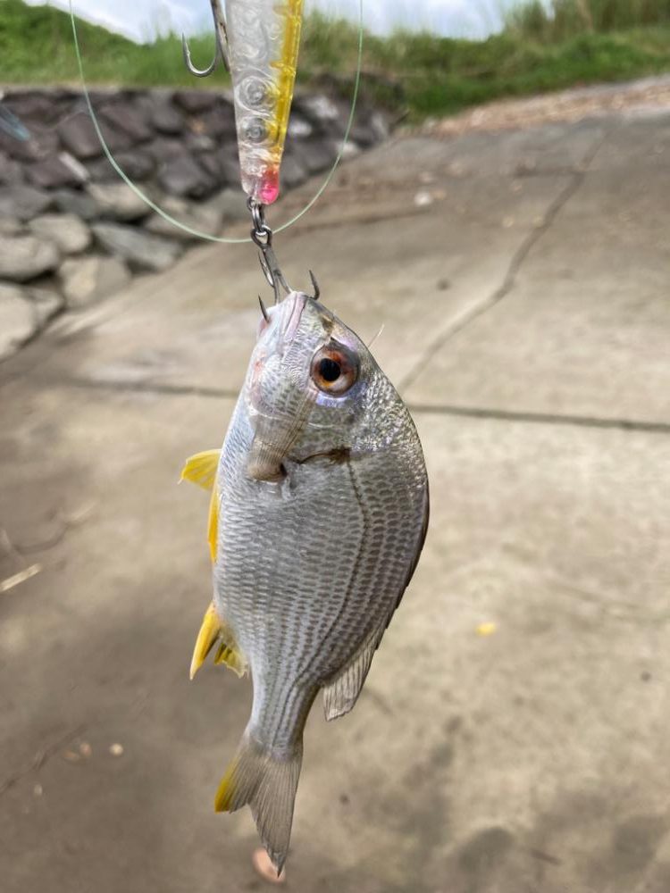 トップチヌはサイコー