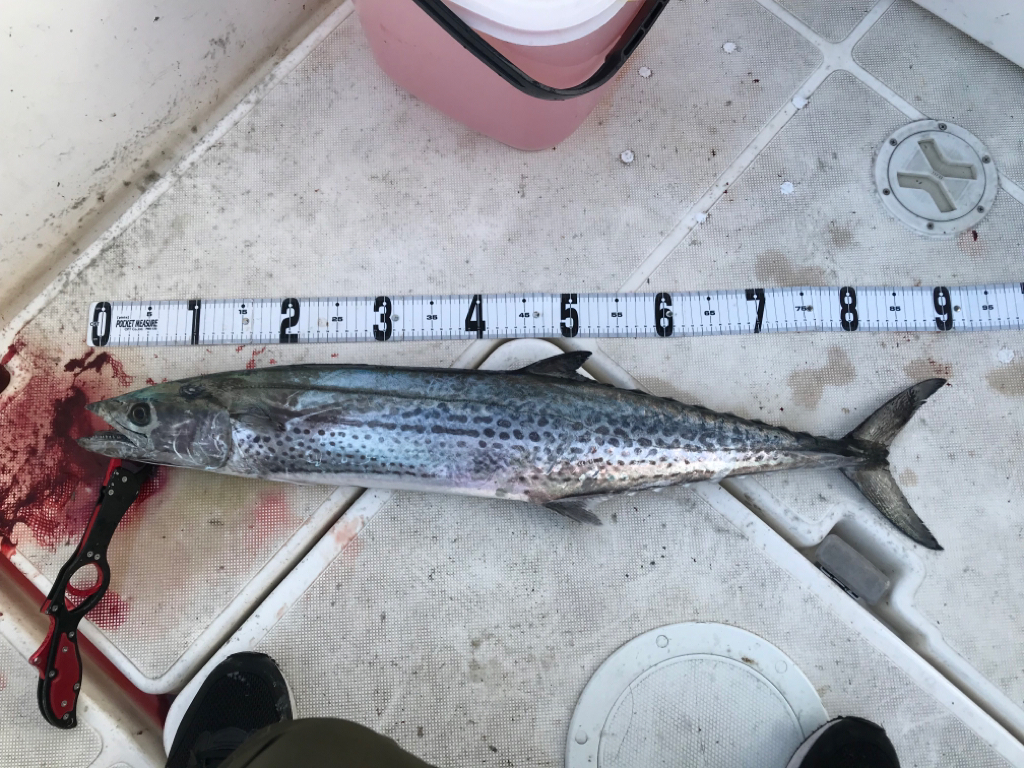 海は玉手箱❗️