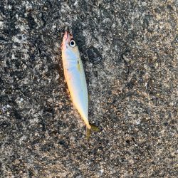 3年ぶりのショアジギ