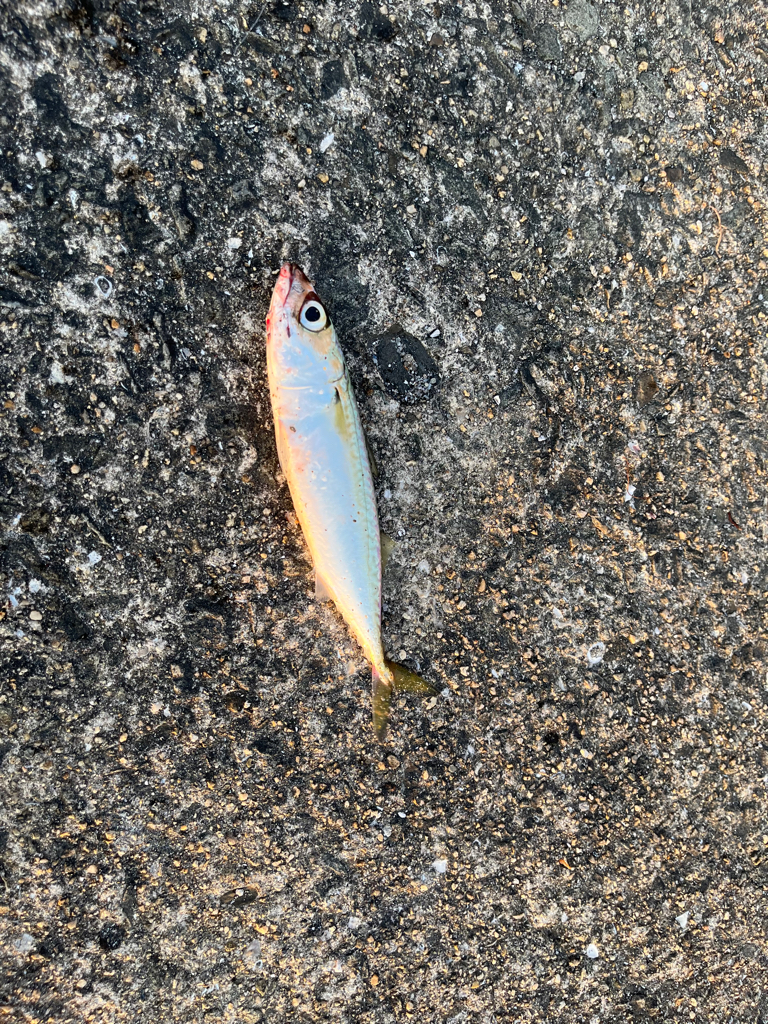 3年ぶりのショアジギ