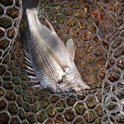 チヌハンターパート45