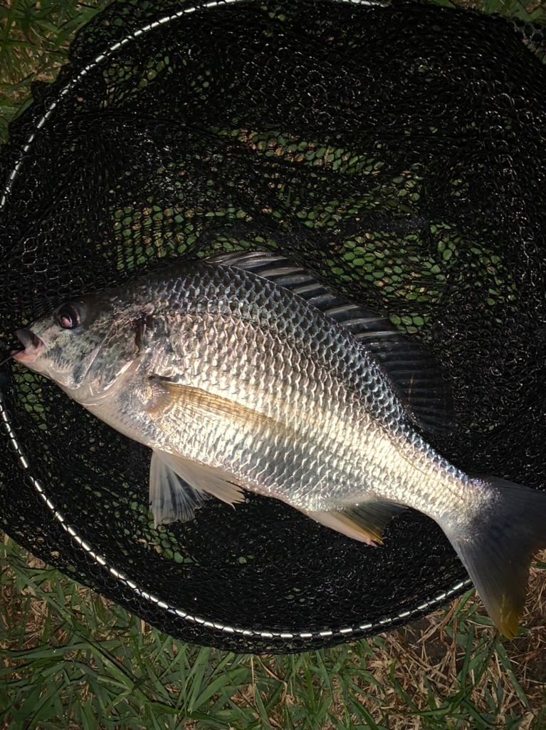 チヌハンターパート38