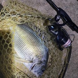 淀川ブリームゲーム