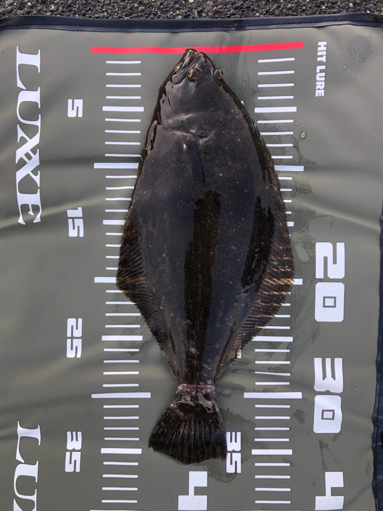 トリックサビキからの泳がせ