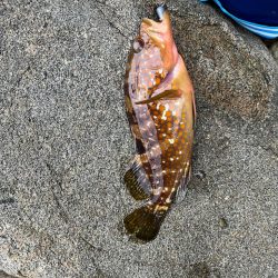 アコウ、ガシラ、カワハギ