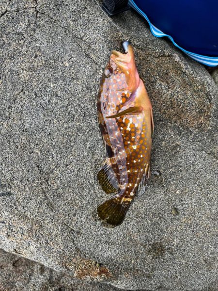 アコウ、ガシラ、カワハギ