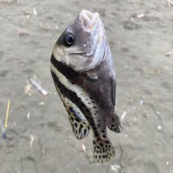 親子でキス釣り