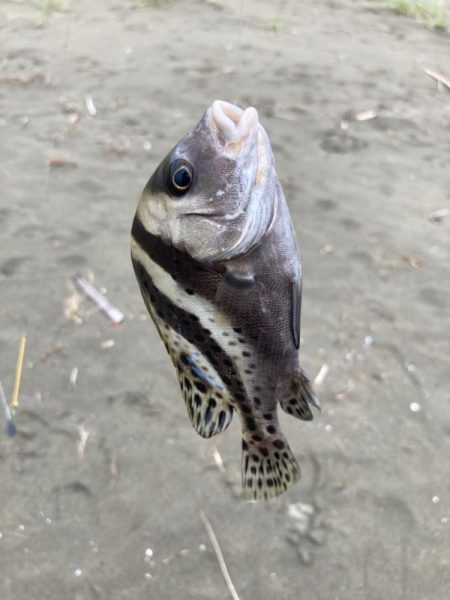 親子でキス釣り