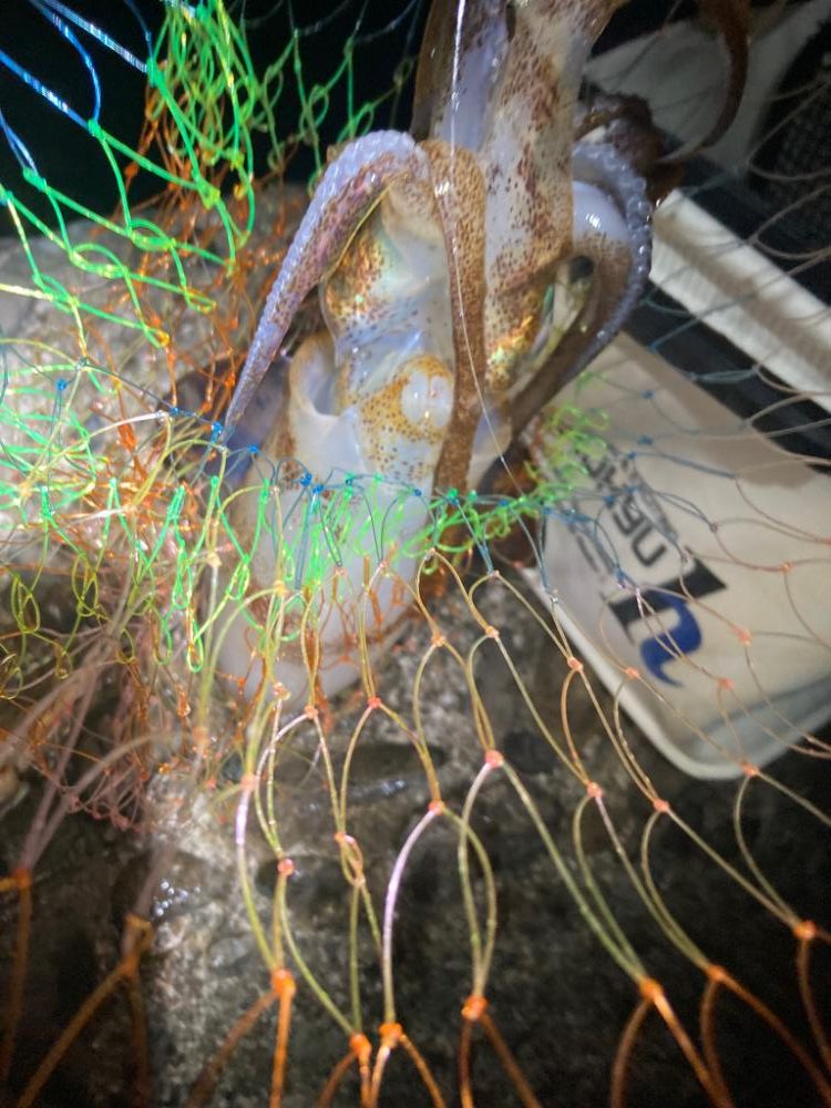 久しぶりのエギング