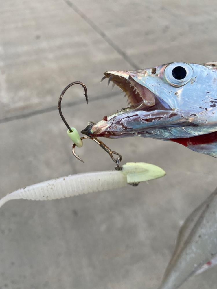 最強アクション実証、夏太刀魚攻略