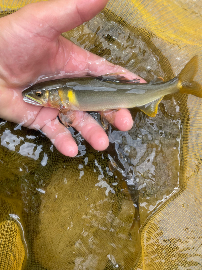 十津川村　鮎釣り
