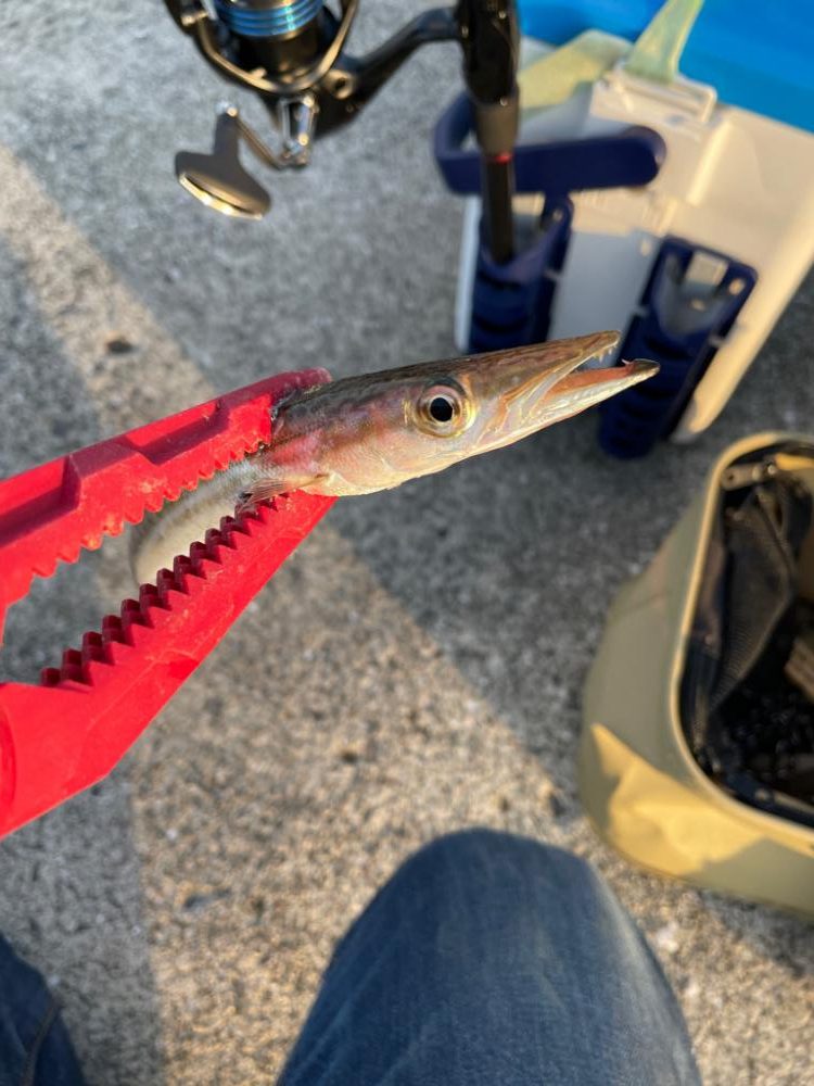 タチウオ狙いの釣り