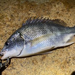 淀川ブリームゲーム