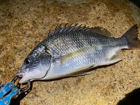 淀川ブリームゲーム