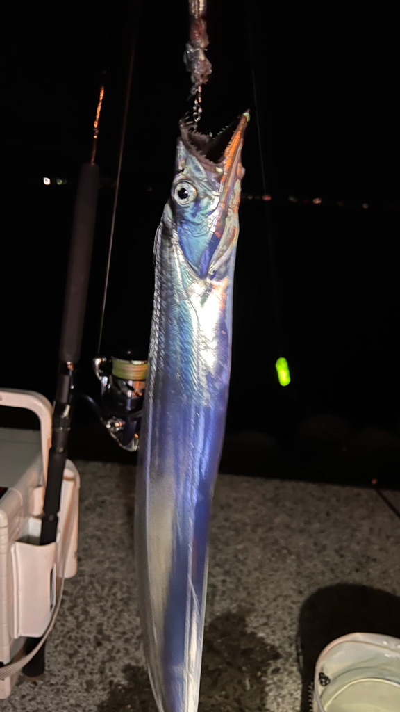 【記録更新🤓】明石ショアジギング&太刀魚