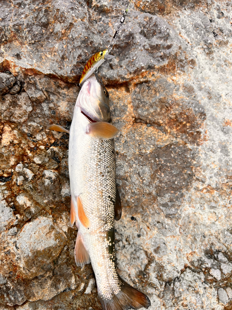 渓流リベンジ！