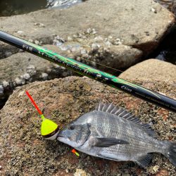 宮島のチヌ釣り