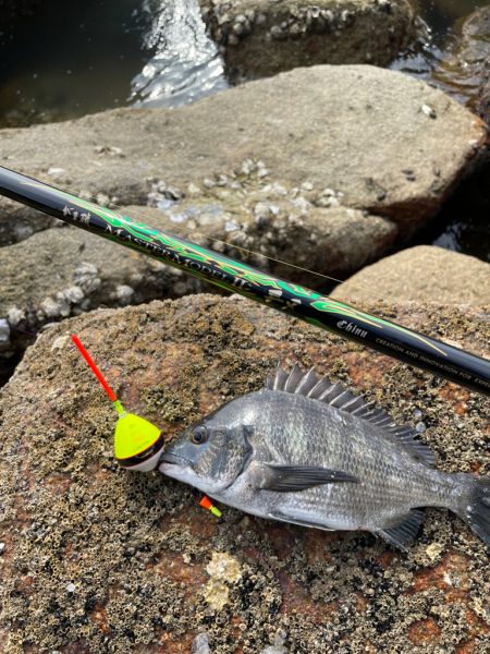 宮島のチヌ釣り