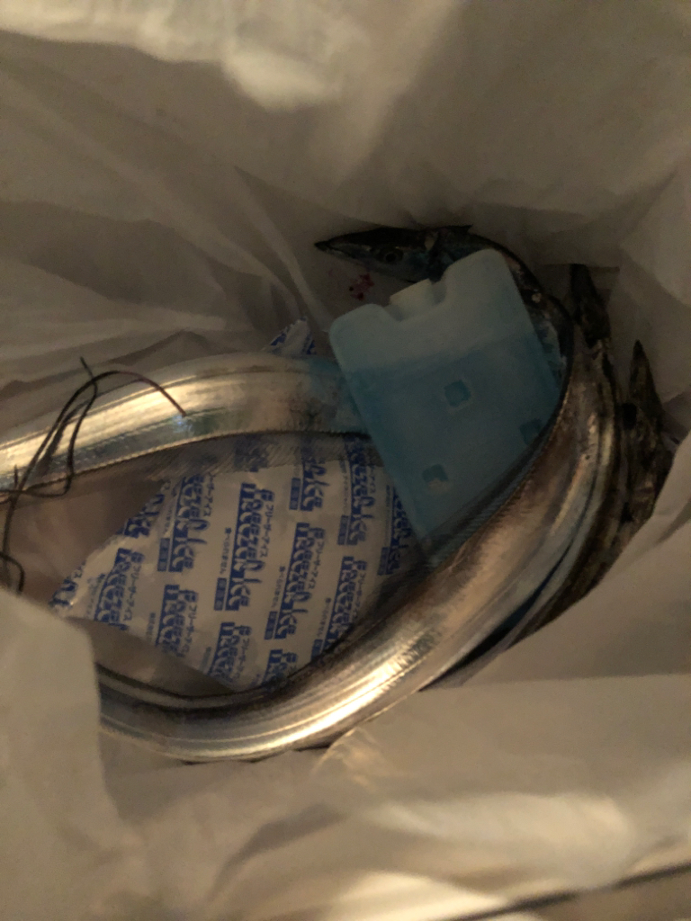 短時間でも満足タチウオ !