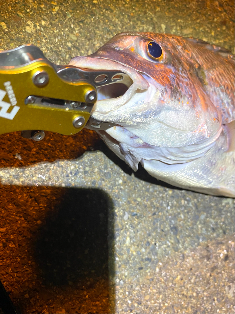 ヘチってきました