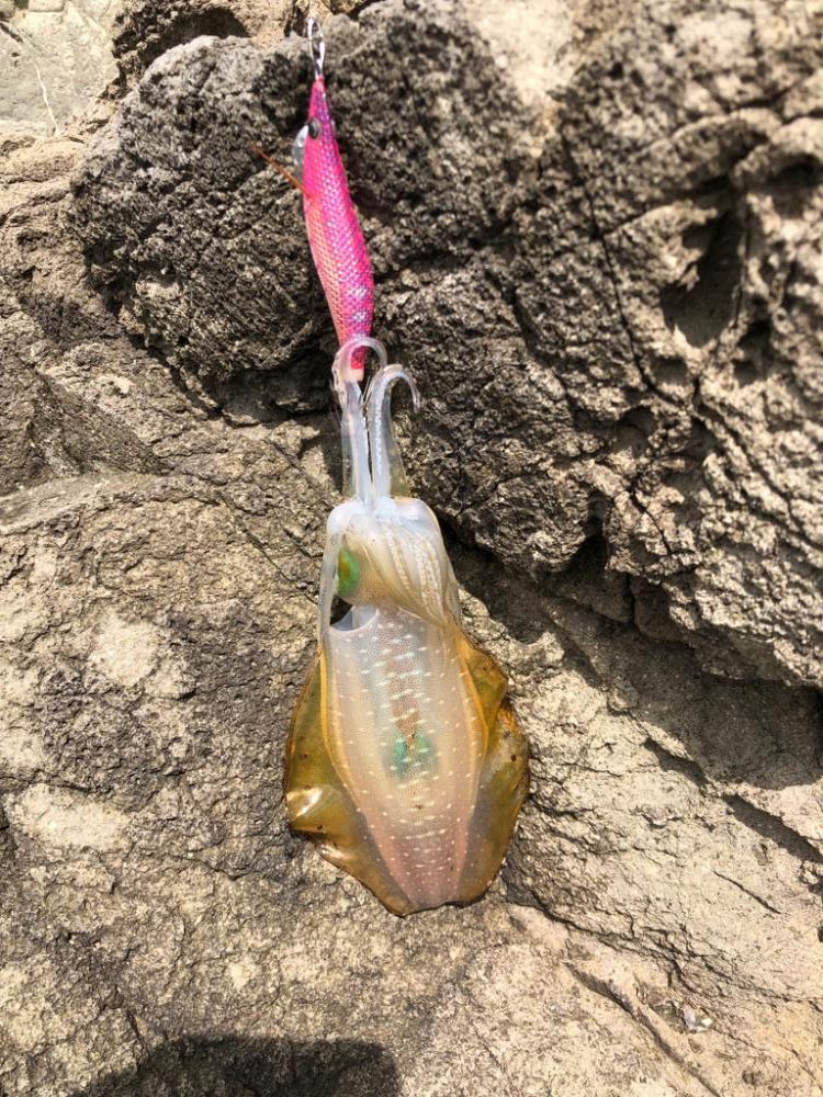 アオリイカ釣れましたよ。