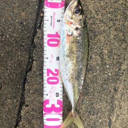 ギガアジ求めて