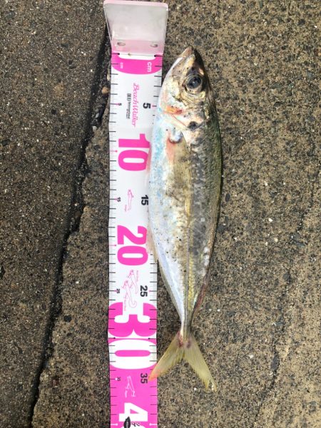 ギガアジ求めて