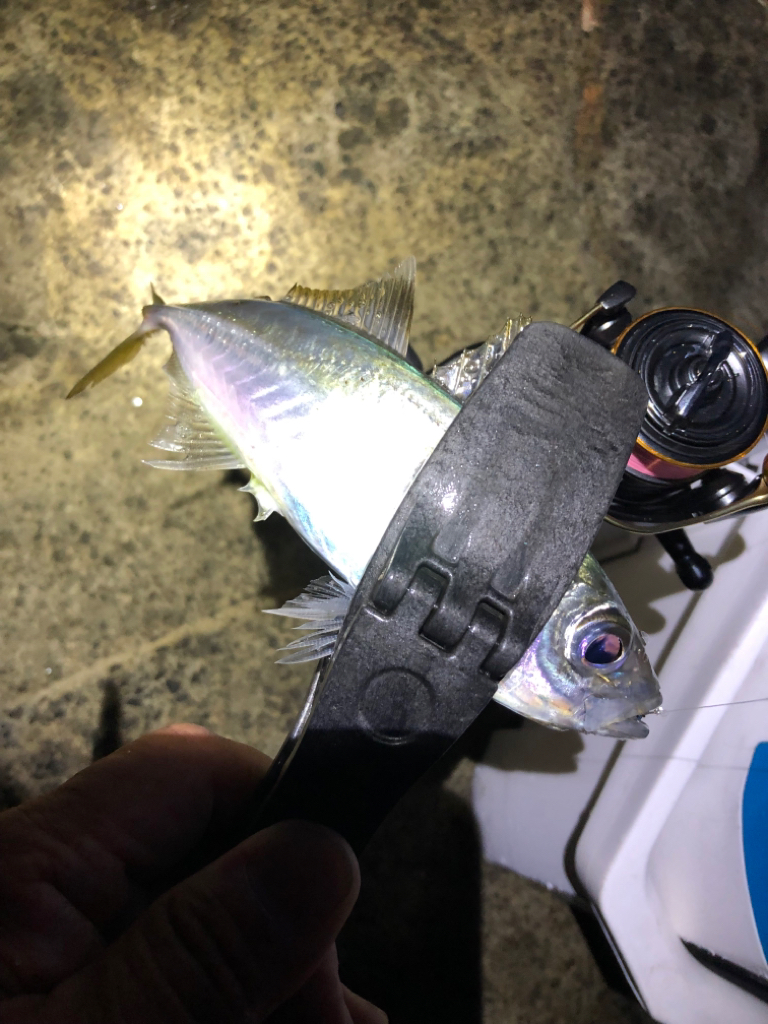 2022 佐渡ヶ島ライトゲーム