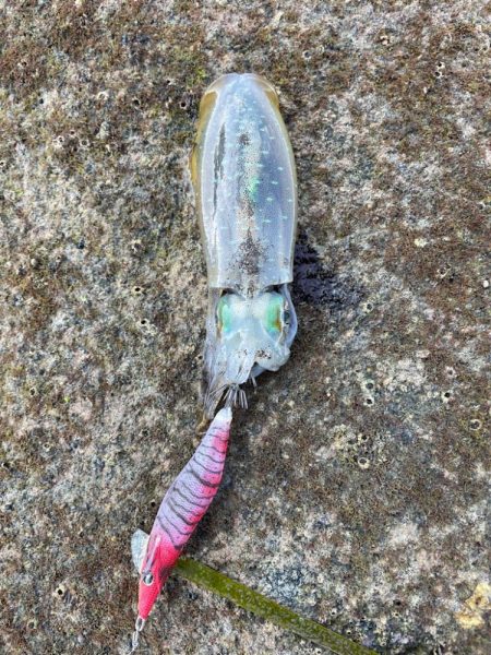 エギング中毒者が海に向かう！！