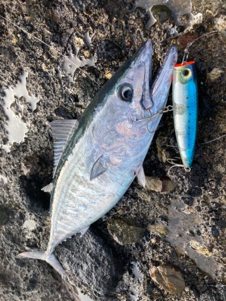 ショアジギング青物