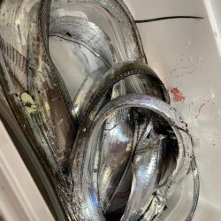 太刀魚釣りに行きました