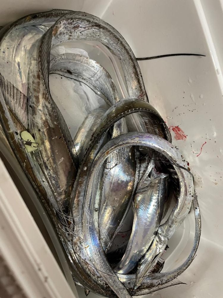 太刀魚釣りに行きました