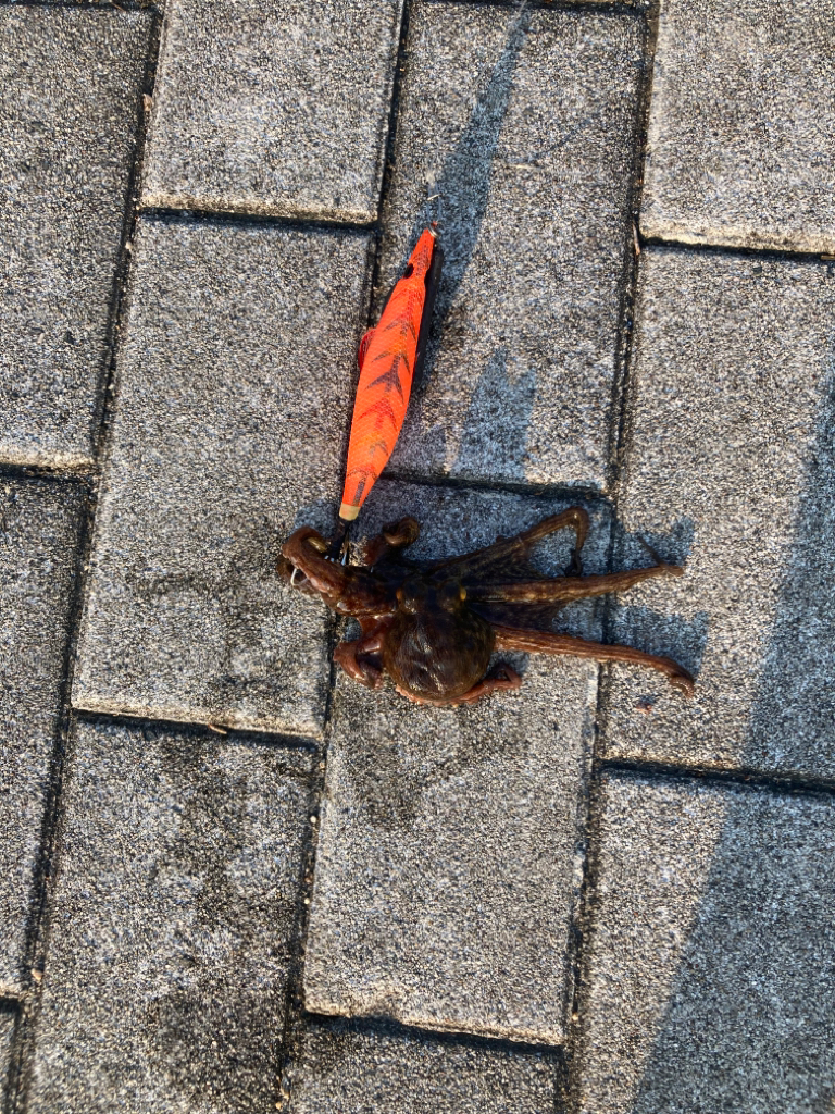 ⭐︎20時間ぶり