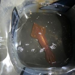 イカ イカ イカ