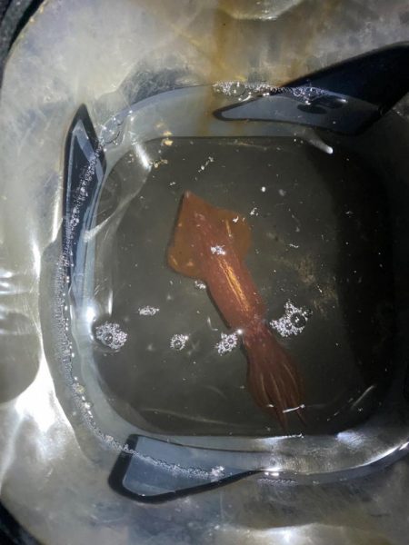 イカ イカ イカ